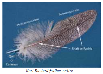 Nature of Feather Construction - Whiting Farms Art of Fly Tying